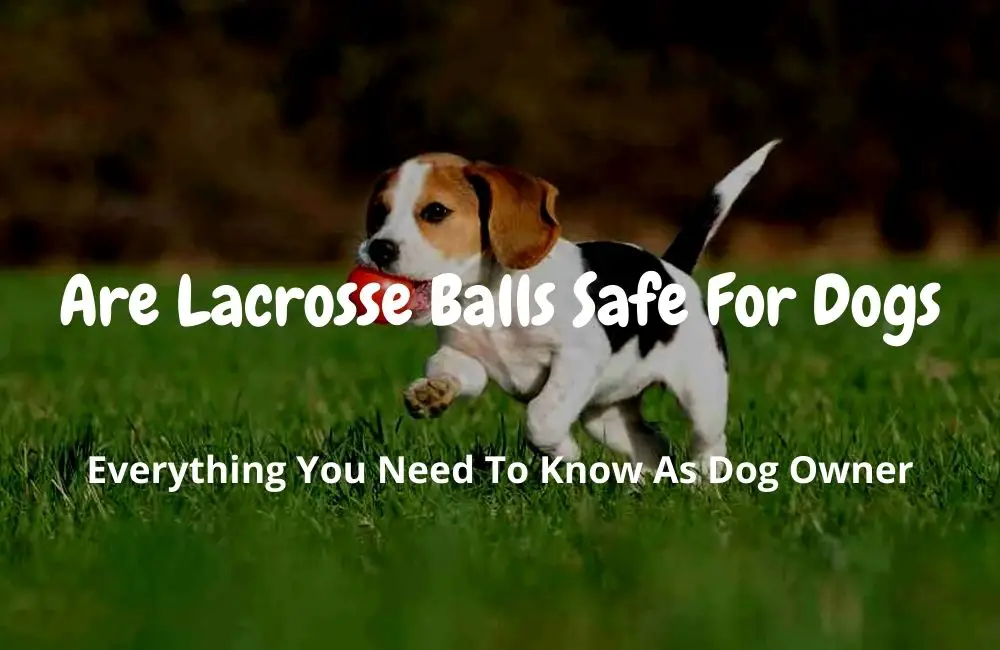 Are Lacrosse Balls Safe For Dogs