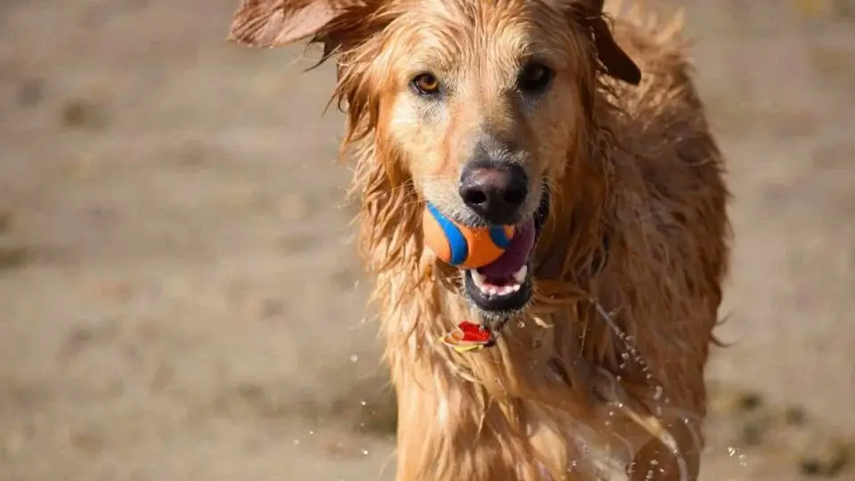 are lacrosse balls safe for dogs